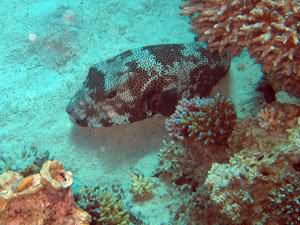 Puffer fish