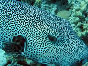 Puffer fish