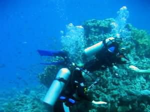 Divers over reef