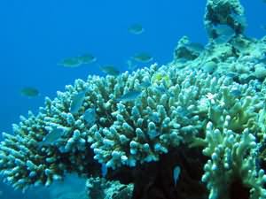 Damselfish