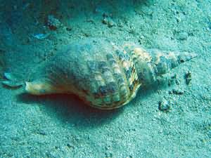 Triton shell