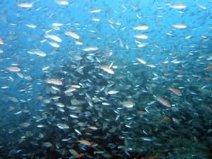 Glass fish