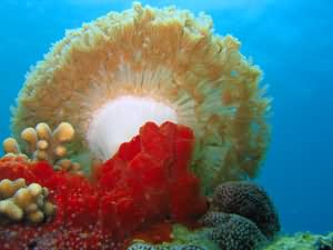 Clapper coral