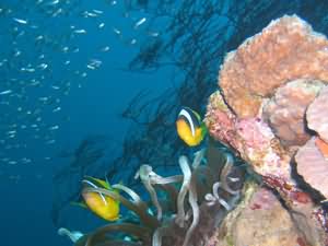 Clown fish