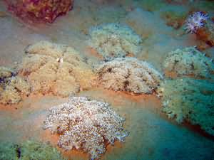 Upsidedown jellyfish