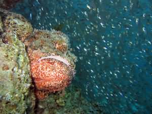 Scorpion fish heaven!