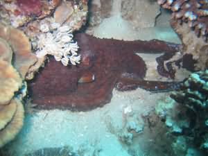 Octopus