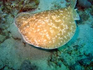 Electric ray