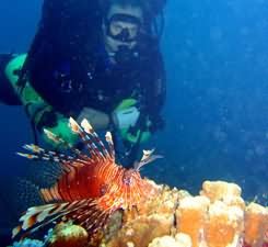 Lion fish