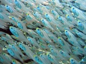 Glass fish