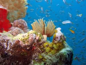 Tube worm