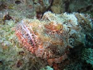 Scorpion fish