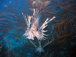 Lion fish