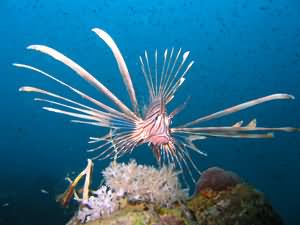 Lion fish