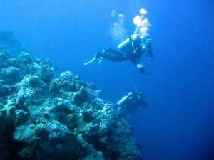 Glassfish on top of wall