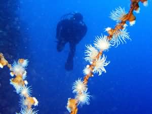 Black coral with sun anenomes
