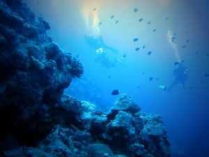Horny tumbleweed coral