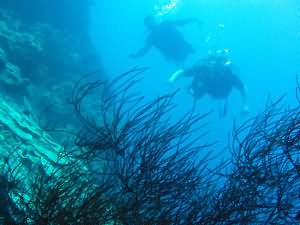 Black corals