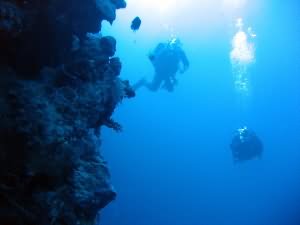 Coral grouper