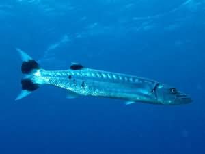 Barracuda