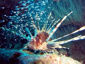 Lion fish