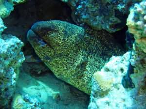 Giant moray eel