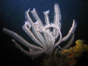 Feather star