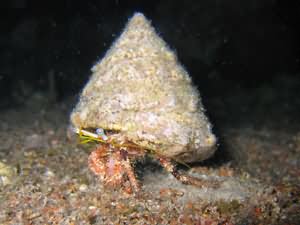 Hermit crab