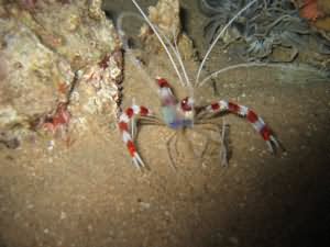 Coral shrimp