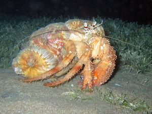 Hermit crab