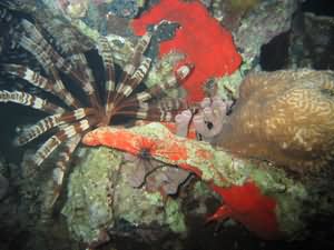 Feather star