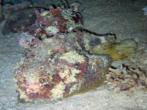 Stonefish