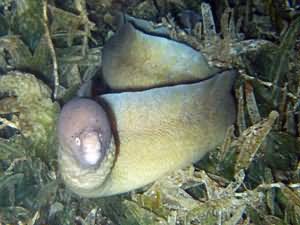 Gray Moray