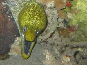Undulated Moray