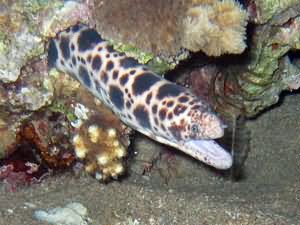 Snake eel