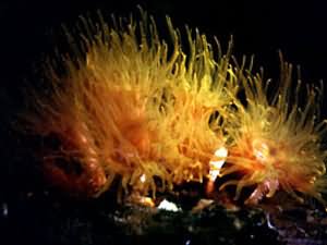 Orange cup corals