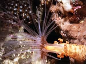 Expanding anenome
