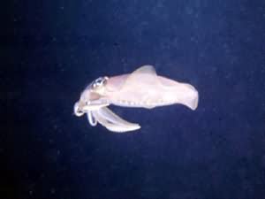 Squid