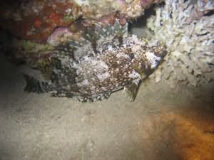 Sleeping fish