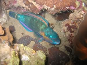 Sleeping parrot fish