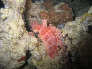 Rare nudibranch