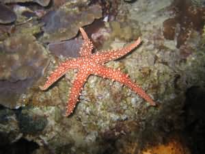 Seastar