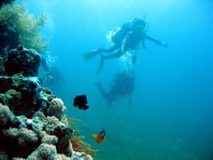 Clown fish guards
