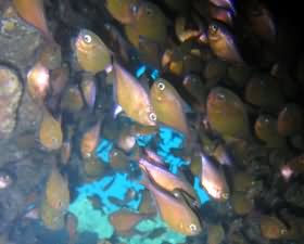 Fish in cave