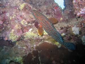 Coral grouper