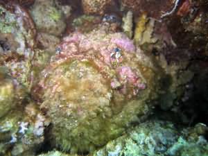 Stonefish