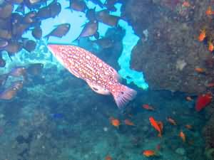 Coral cave