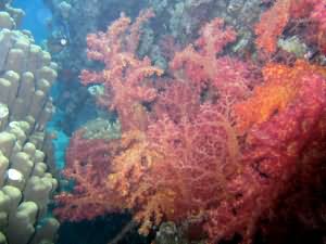 Soft coral