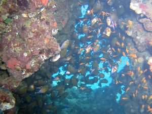 Fish in cave