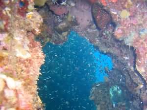Grouper in cave